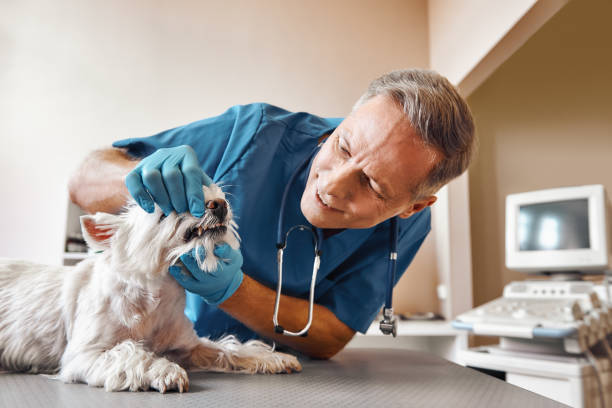 Best Weekend Emergency Dentist in Farragut, TN